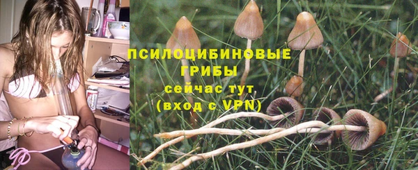 прущие грибы Сафоново